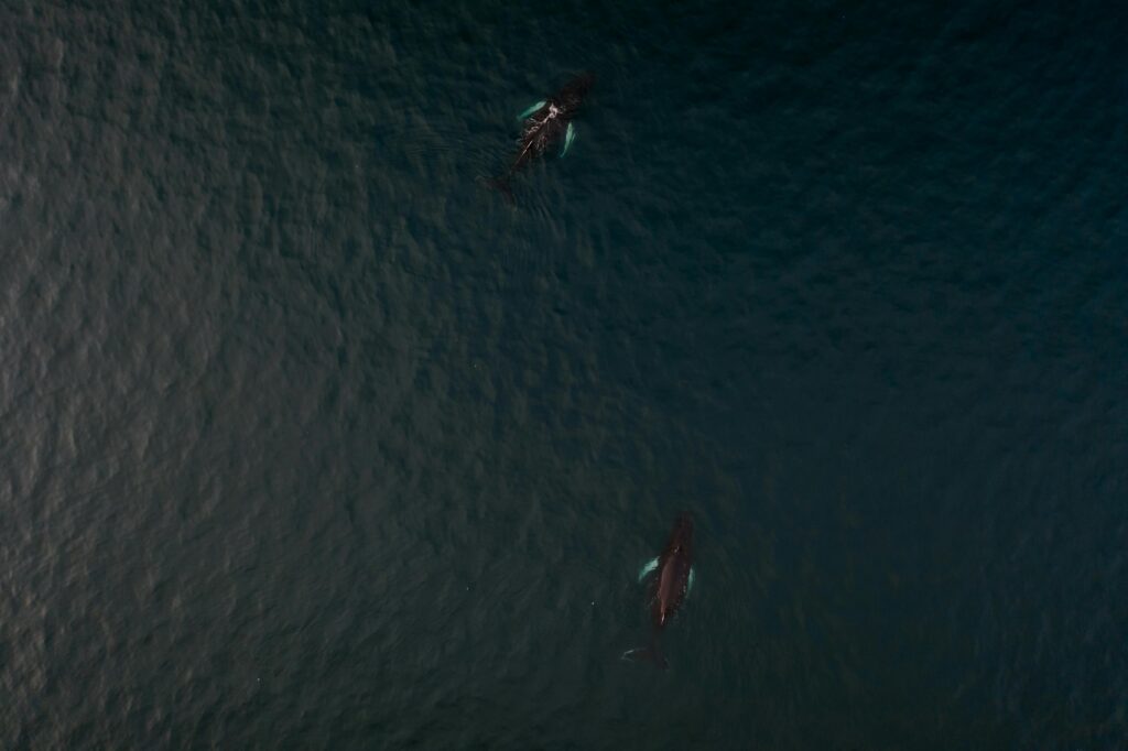Drone shot capturing two humpback whales swimming in dark ocean waters.