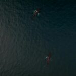 Drone shot capturing two humpback whales swimming in dark ocean waters.